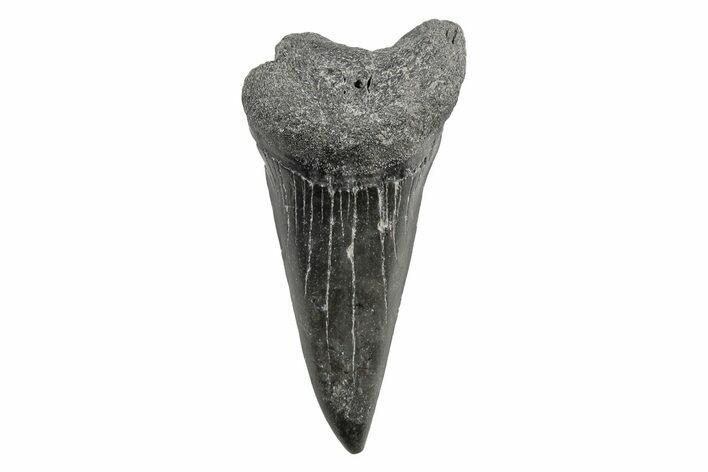 Fossil Broad-Toothed Mako Tooth - South Carolina #214648